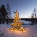 Lapland [Sweden] Ricklundgarden Christmas Tree DEC2015 (c) Boris Schaarschmidt